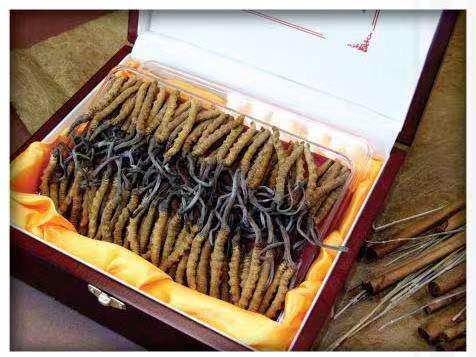 恒山冬虫夏草回收